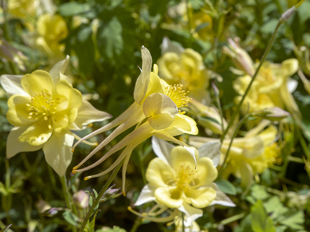 Swan Yellow Columbine (Aquilegia)